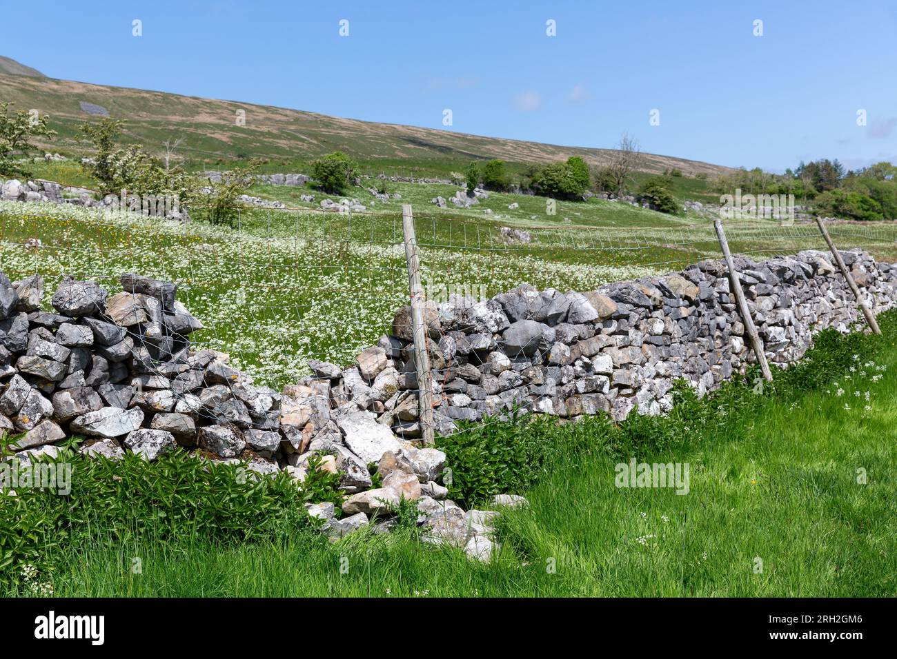 Paesaggio delle North Yorkshire Dales in estate. Parete in pietra a secco danneggiata con filo spinato. Foto Stock