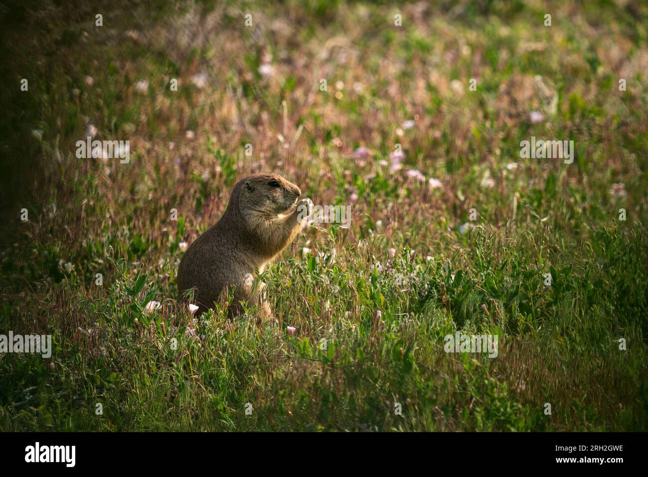 Cane della prateria dalla coda nera (Cynomys ludovicianus) che sguazza l'erba in un giorno d'estate nell'unità meridionale del Theodore Roosevelt National Park Foto Stock