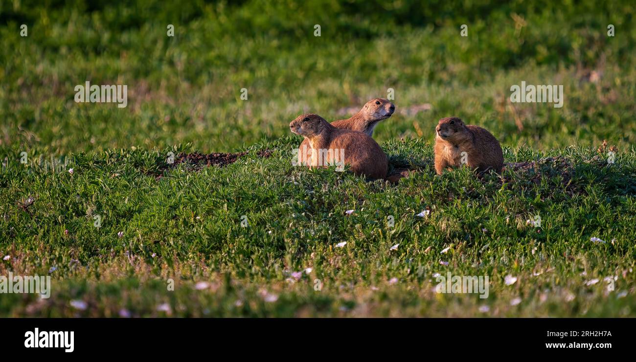 Cani della prateria dalla coda nera (Cynomys ludovicianus) in un giorno d'estate nel South Unit del Theodore Roosevelt National Park fuori Medora, North Dakota Foto Stock
