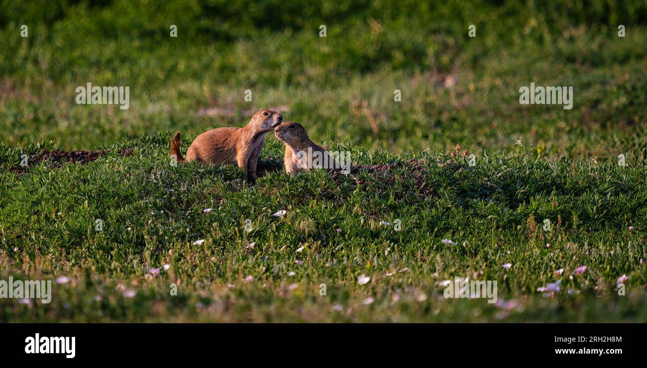Cani della prateria dalla coda nera (Cynomys ludovicianus) in un giorno d'estate nel South Unit del Theodore Roosevelt National Park fuori Medora, North Dakota Foto Stock