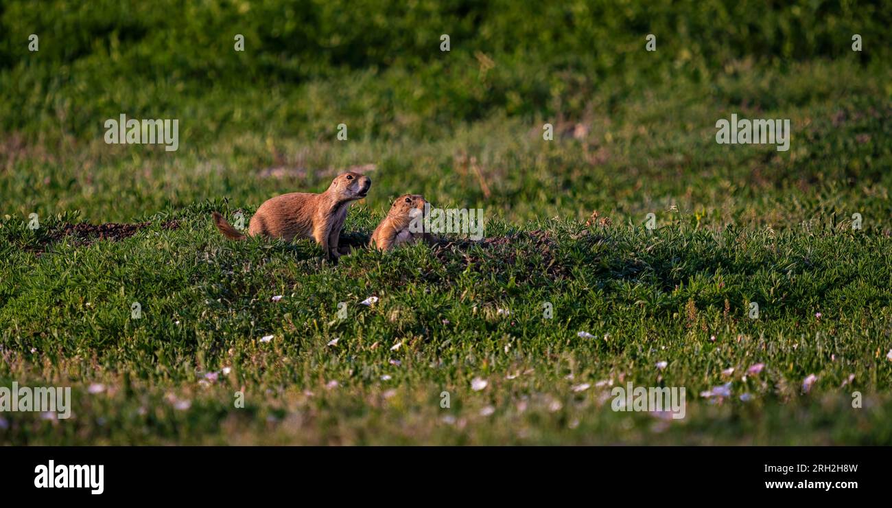 Cani della prateria dalla coda nera (Cynomys ludovicianus) in un giorno d'estate nel South Unit del Theodore Roosevelt National Park fuori Medora, North Dakota Foto Stock