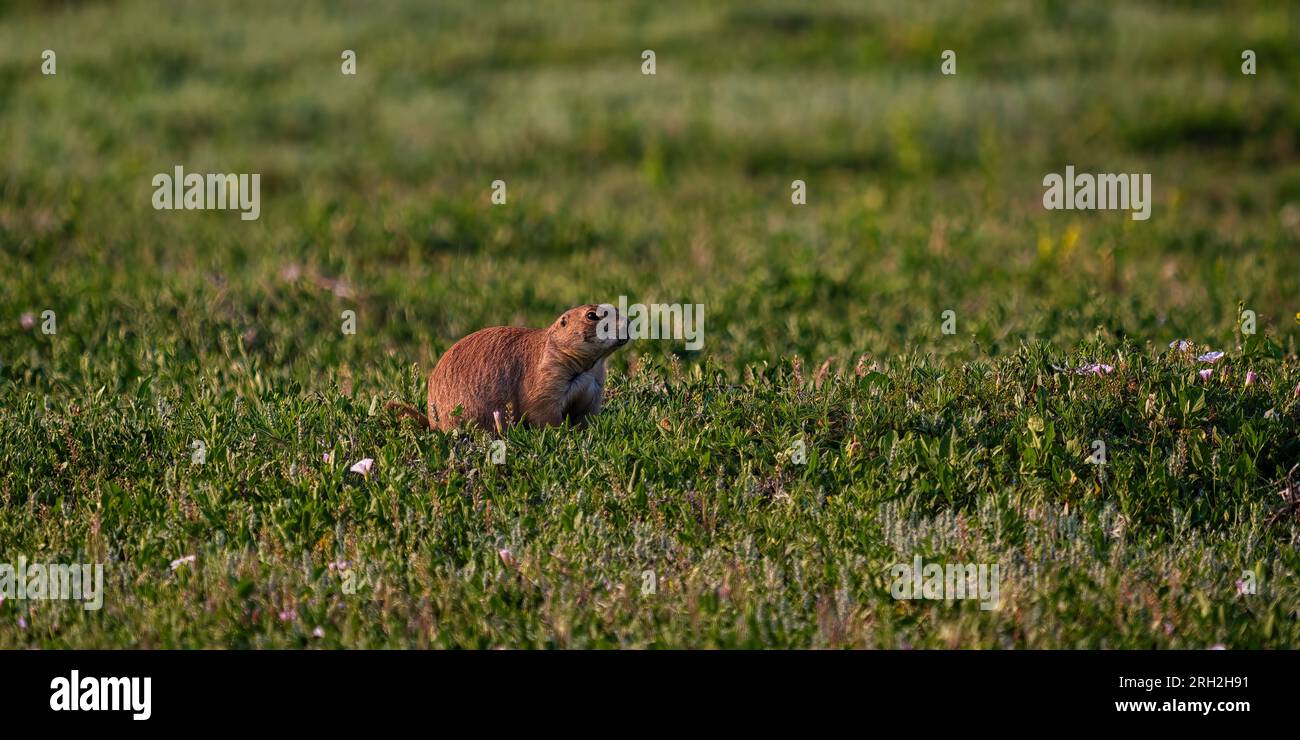 Cani della prateria dalla coda nera (Cynomys ludovicianus) in un giorno d'estate nel South Unit del Theodore Roosevelt National Park fuori Medora, North Dakota Foto Stock