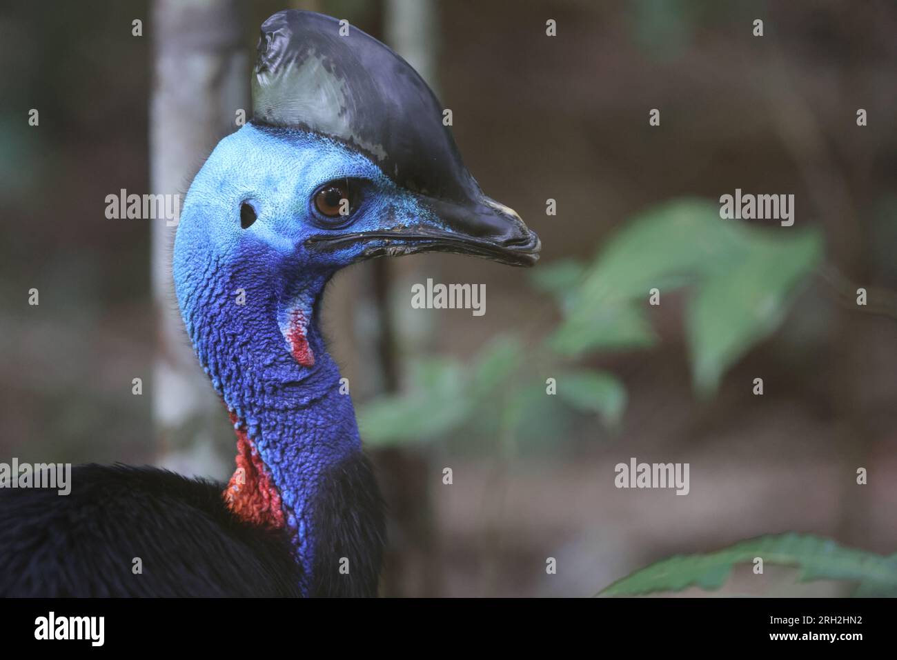 Il cassowary settentrionale (casuarius unappendiculatus), noto anche come cassowary a un guscio, è un grande uccello senza volo della nuova Guinea settentrionale. Foto Stock