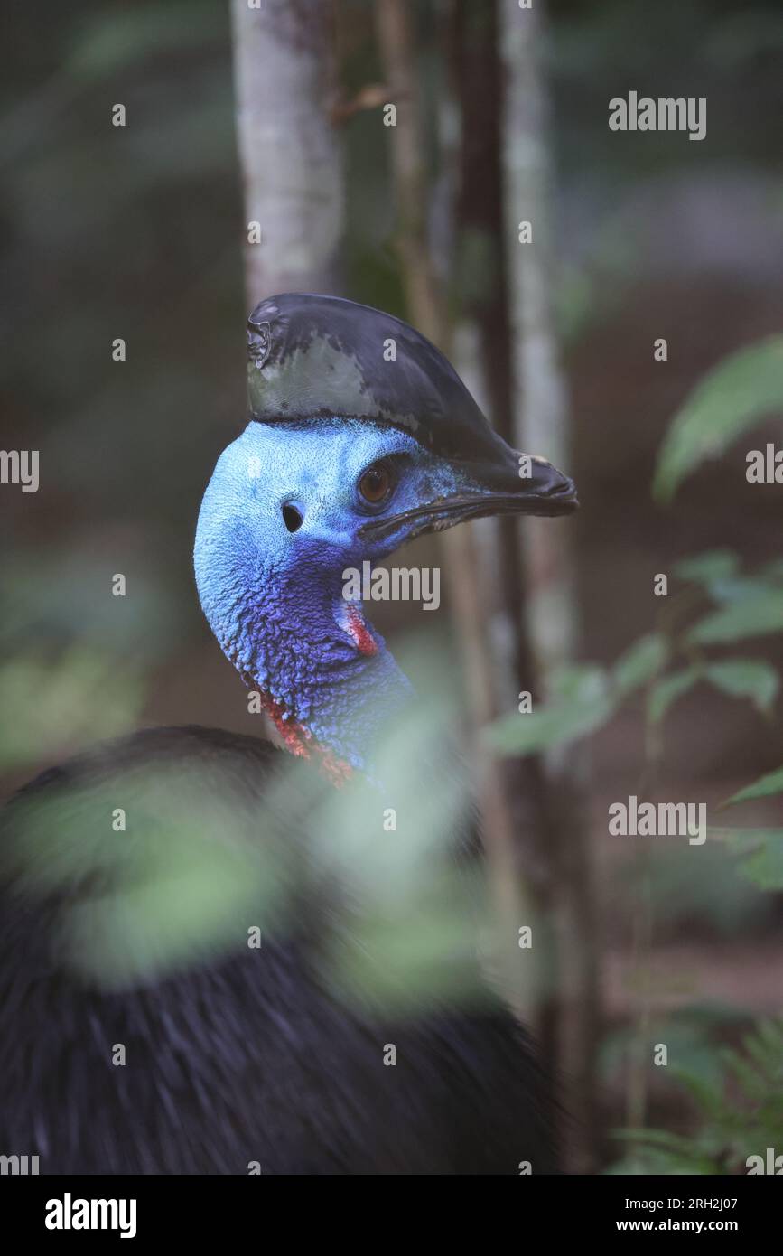 Il cassowary settentrionale (casuarius unappendiculatus), noto anche come cassowary a un guscio, è un grande uccello senza volo della nuova Guinea settentrionale. Foto Stock