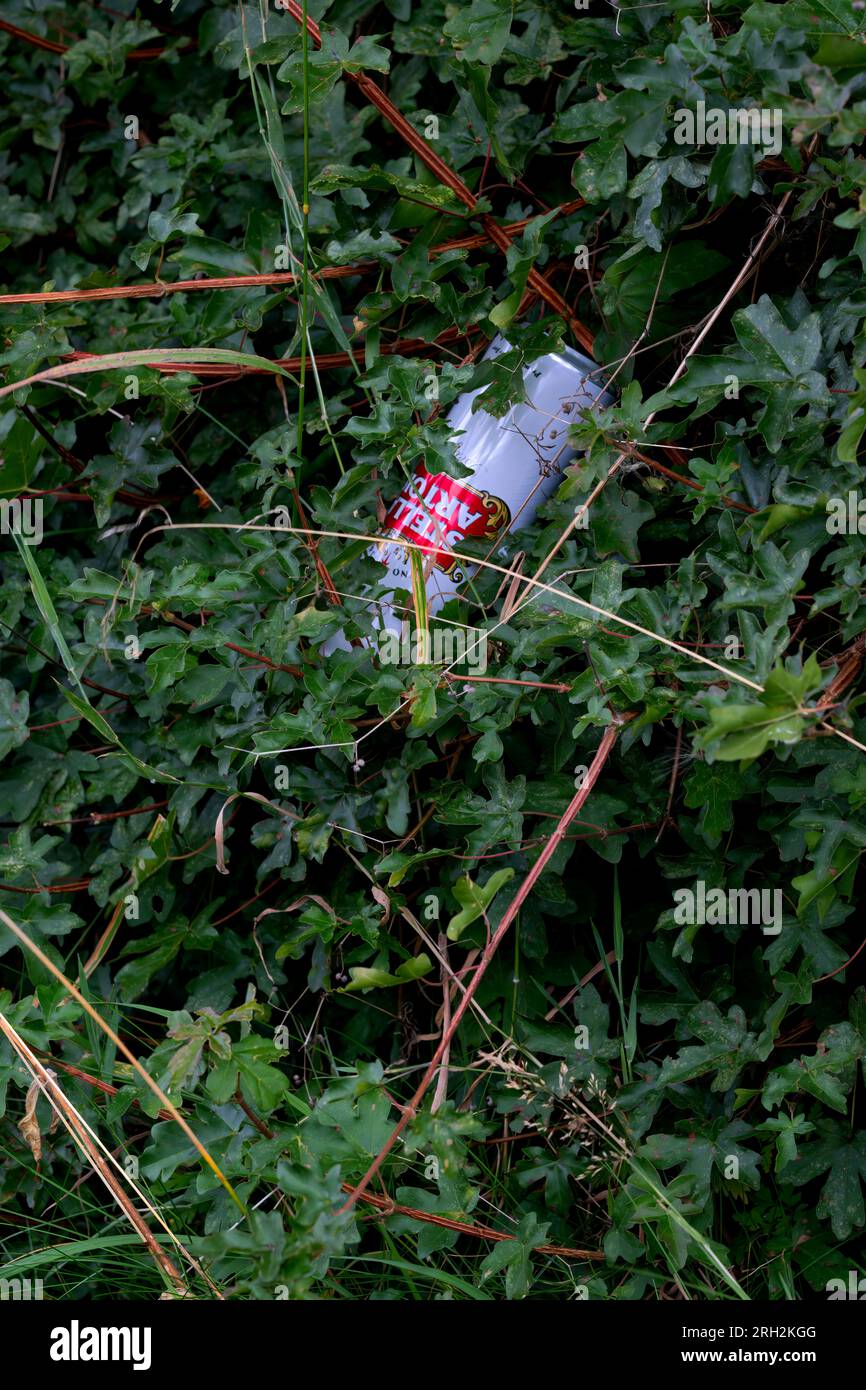 Una bevanda Stella Artois può essere incorporata in una siepe sul lato della strada a Kettlestone, Fakenham, Norfolk.UK. Foto Stock