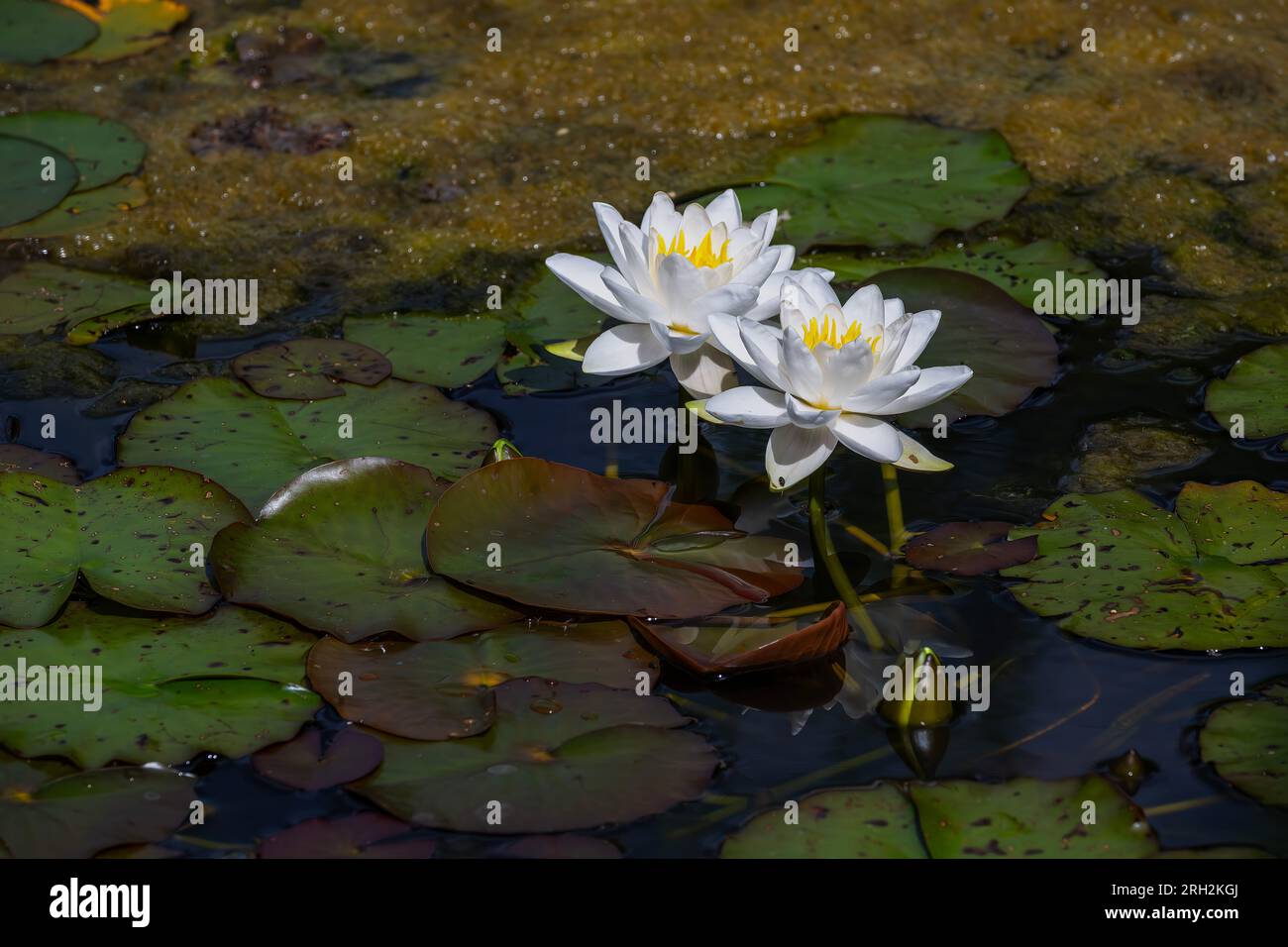 White Water Lily Nymphaea Alba cresce in uno stagno di un villaggio a nord Norfolk, Regno Unito Foto Stock