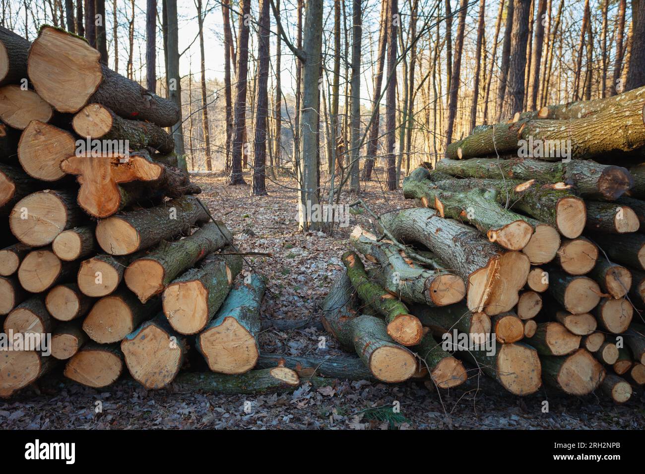 Vista della foresta dietro pile di legno, paesaggio primaverile nella Polonia orientale Foto Stock