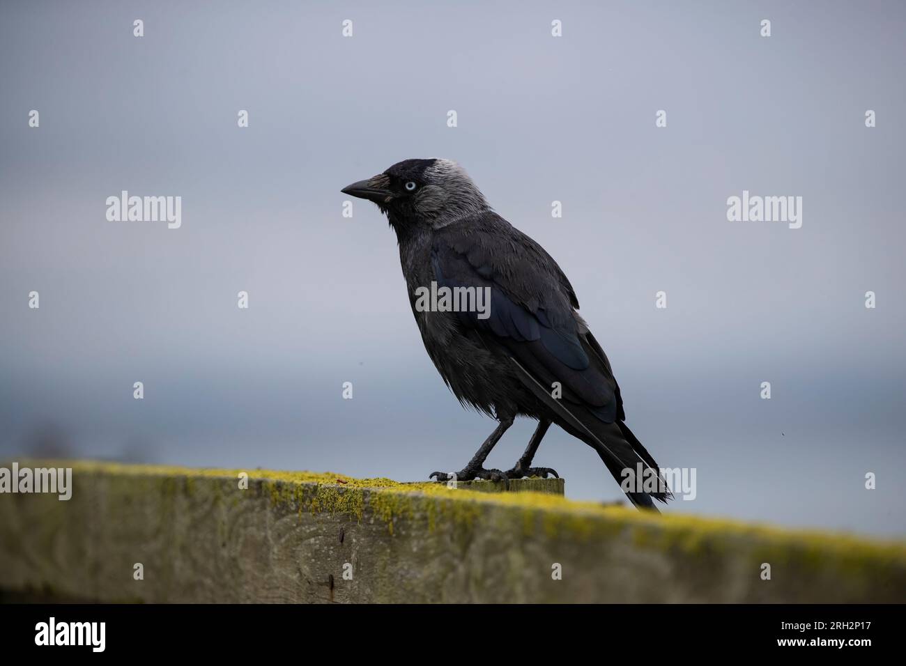 Monedula eurasiatica Jackdaw Corvus appollaiata su una recinzione ricoperta di alghe di profilo con una netta lucentezza argentea sul dorso della testa e occhio pallido Foto Stock