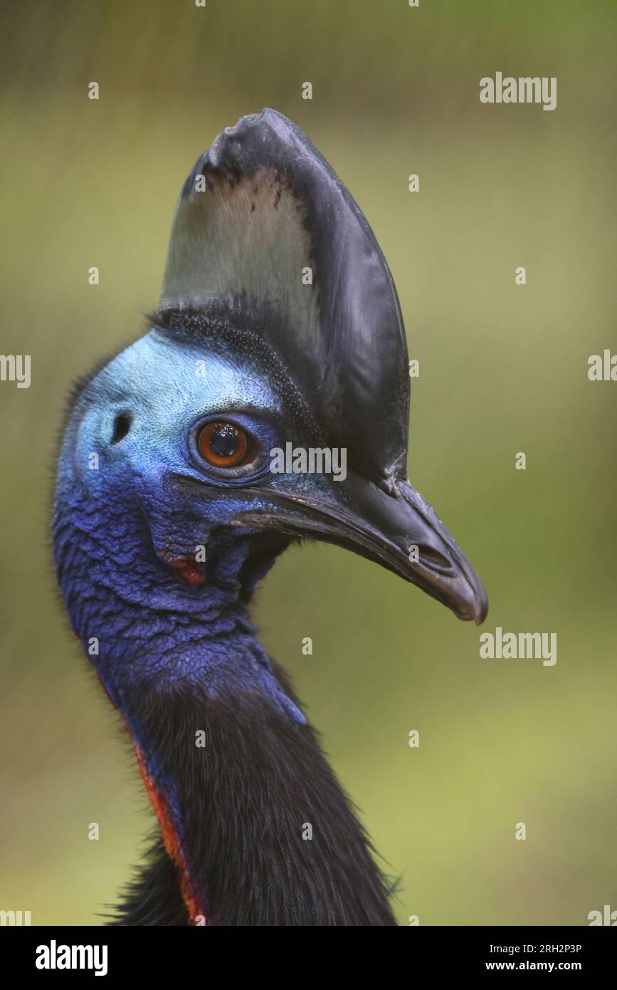 Il cassowary settentrionale (casuarius unappendiculatus), noto anche come cassowary a un guscio, è un grande uccello senza volo della nuova Guinea settentrionale. Foto Stock