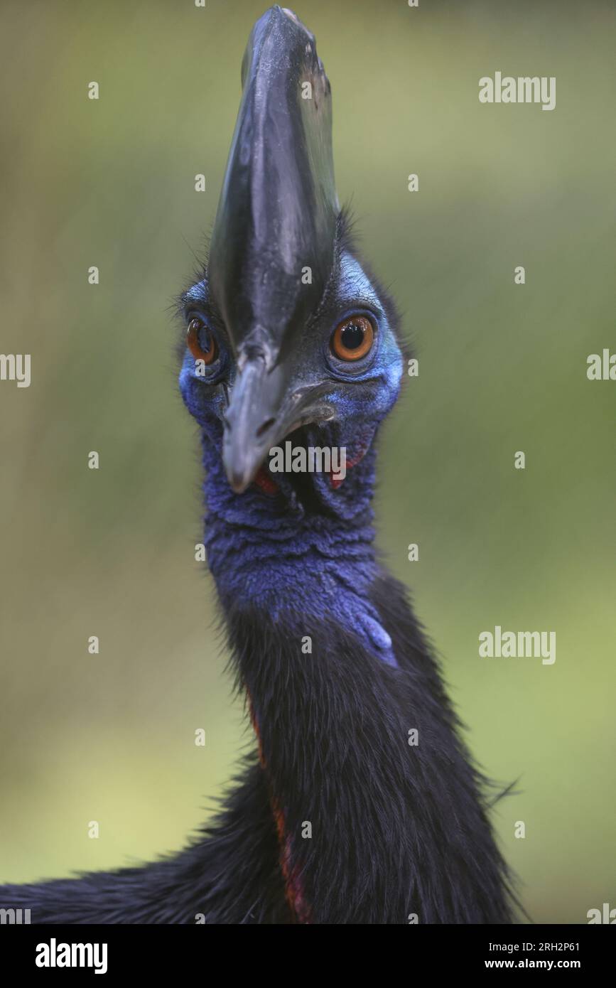 Il cassowary settentrionale (casuarius unappendiculatus), noto anche come cassowary a un guscio, è un grande uccello senza volo della nuova Guinea settentrionale. Foto Stock