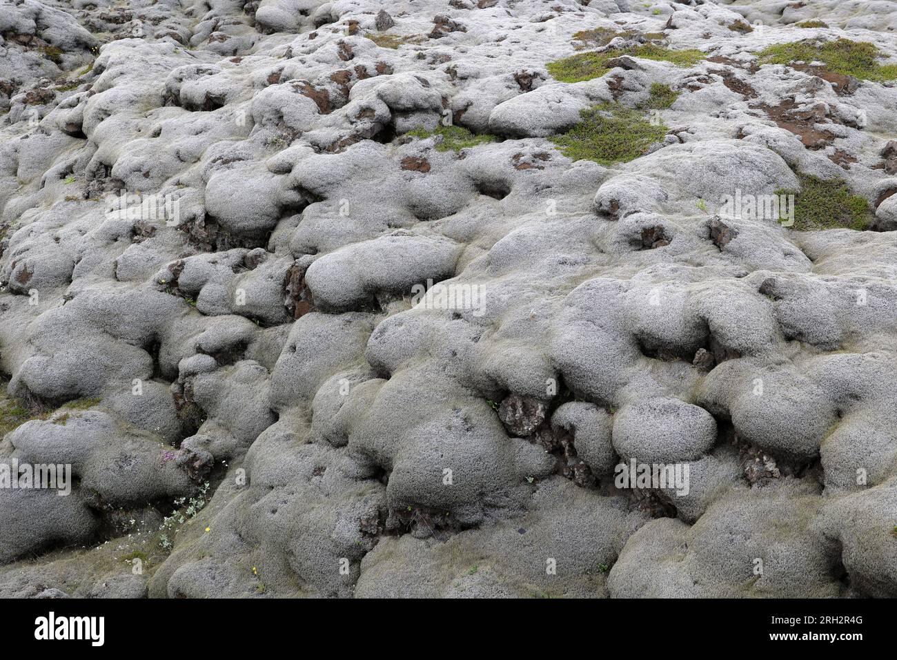 Islanda - Mossy Lava Fields - flusso di lava dalla fessura di Laki Foto Stock