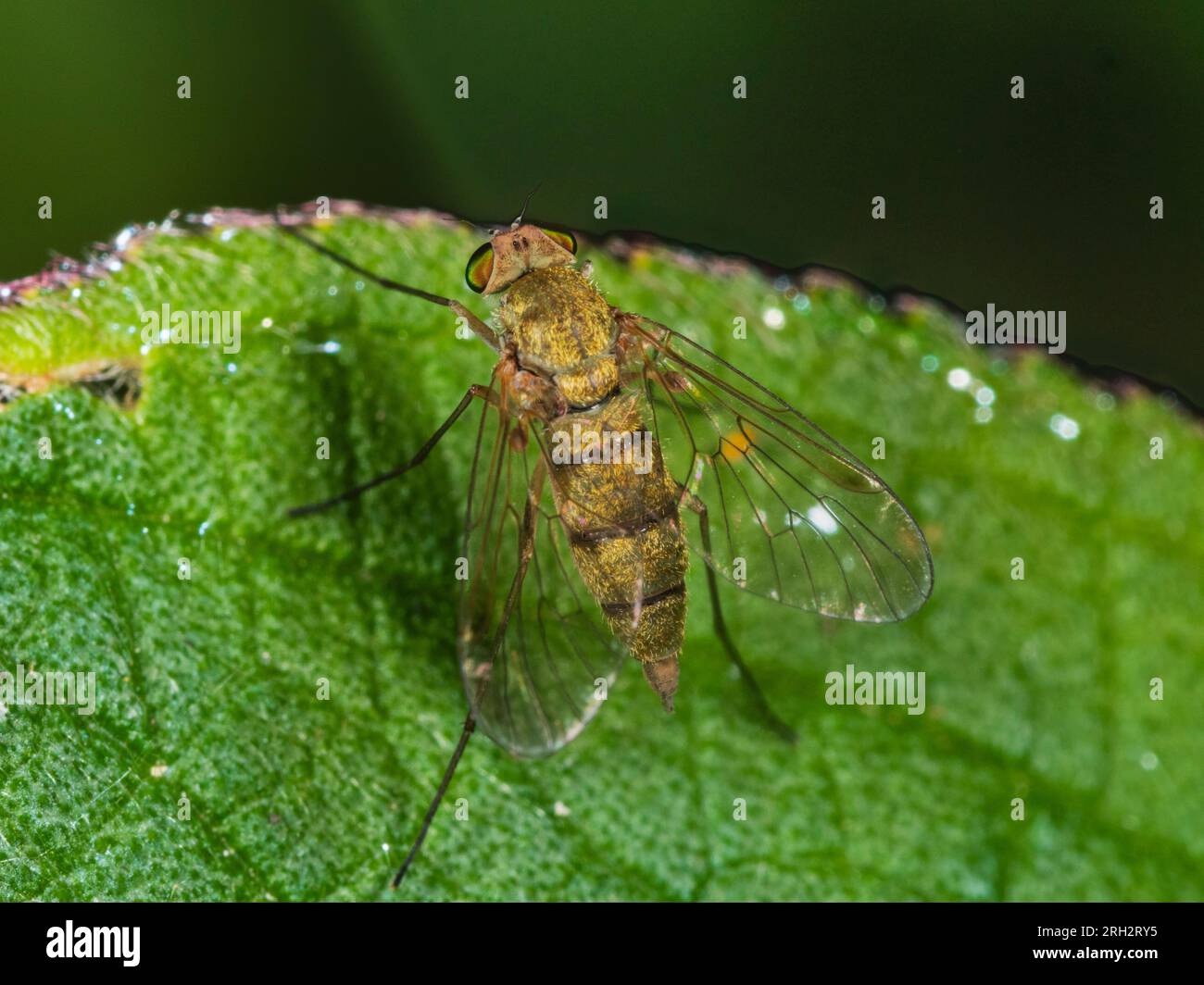 Piccola mosca di snipefly femmina adulta, Chrysopilus asiliformis, sulla vegetazione in un giardino di Plymouth, Regno Unito Foto Stock