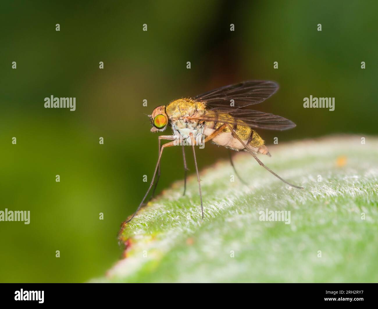 Piccola mosca di snipefly femmina adulta, Chrysopilus asiliformis, sulla vegetazione in un giardino di Plymouth, Regno Unito Foto Stock