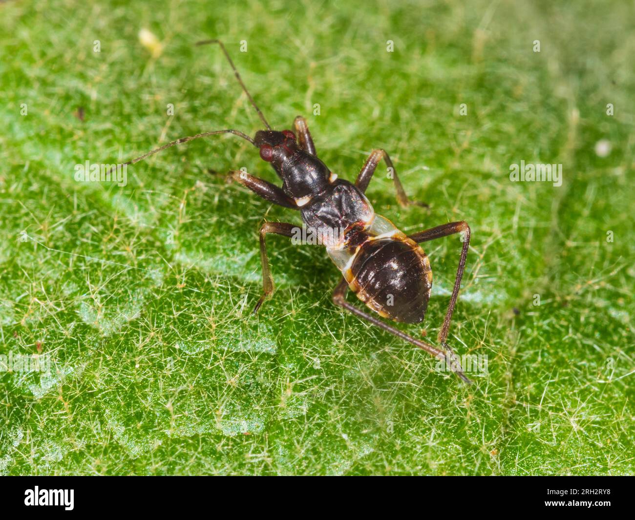 La ninfa di ultima istanza del insetto di formica damigella del Regno Unito, Himacerus mirmicoides, in un giardino del Regno Unito Foto Stock