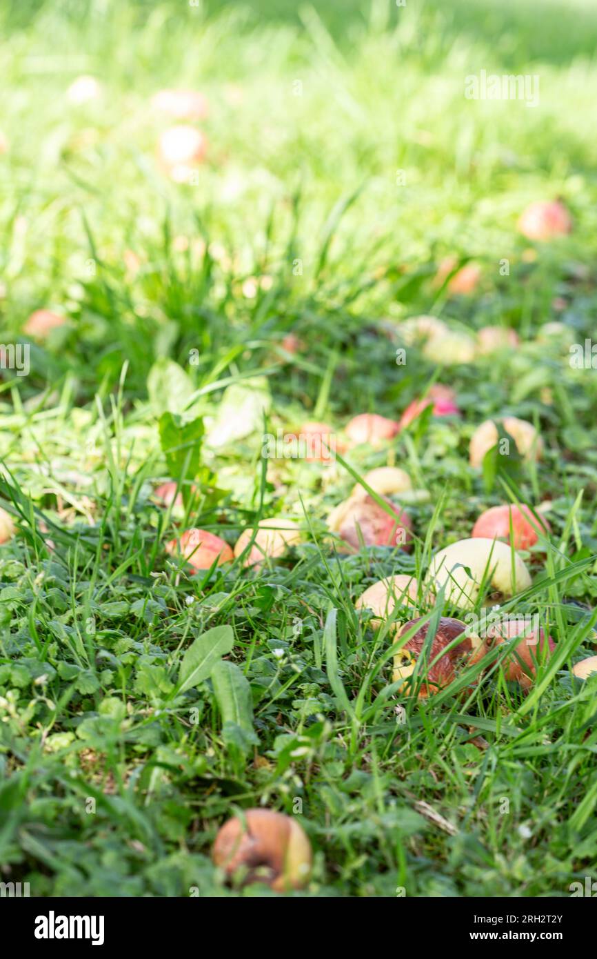 Mele stravagate che sono cadute a terra in un giardino verde all'ora del tramonto in Scandinavia Foto Stock