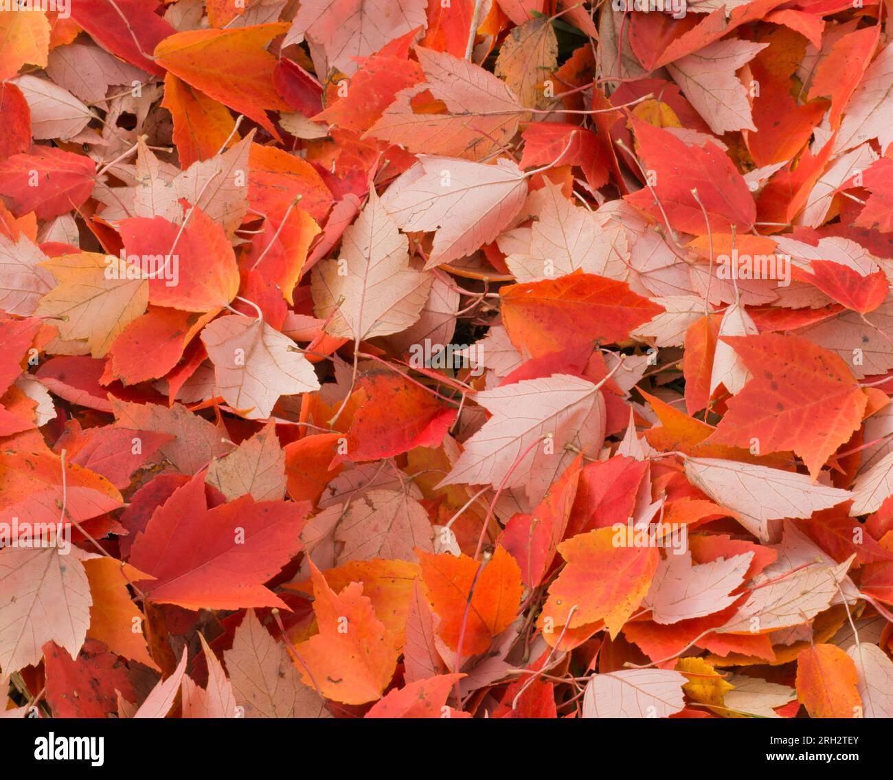 Un tappeto di "Red Maple" (Acer Rubrum) esce in autunno, Waubonsie State Park, Iowa, USA. Foto Stock