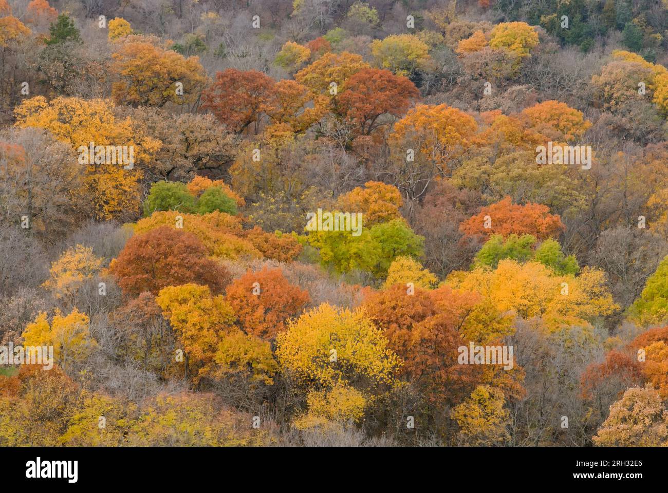 Un mix di alberi di harwood in autunno. Waubonsie State Park, Iowa, Stati Uniti. Foto Stock