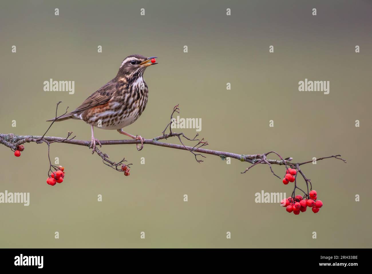 Uccello rosso arroccato che mangia bacche rosse Foto Stock