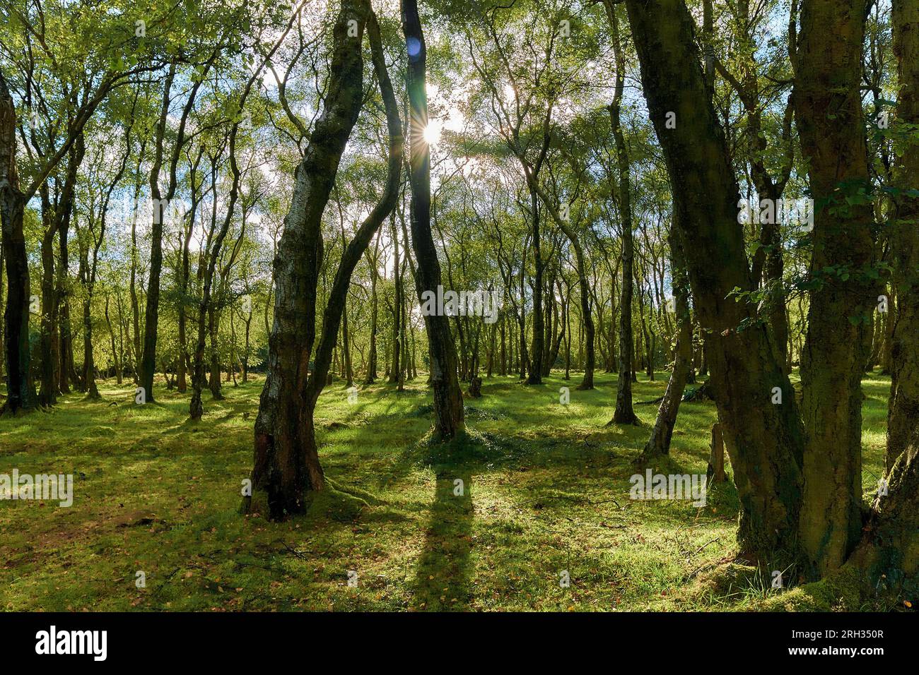 La luce del sole filtra attraverso i rami dei boschi decidui creando lunghe ombre sul pavimento della foresta a Stanton Moor nel Peak District, Regno Unito Foto Stock