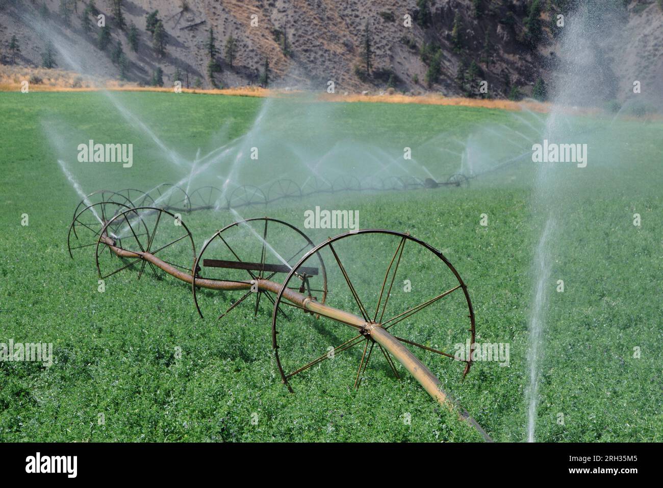 Un sistema di irrigazione su ruote spruzza l'acqua su un campo agricolo nel sud del Canada Foto Stock