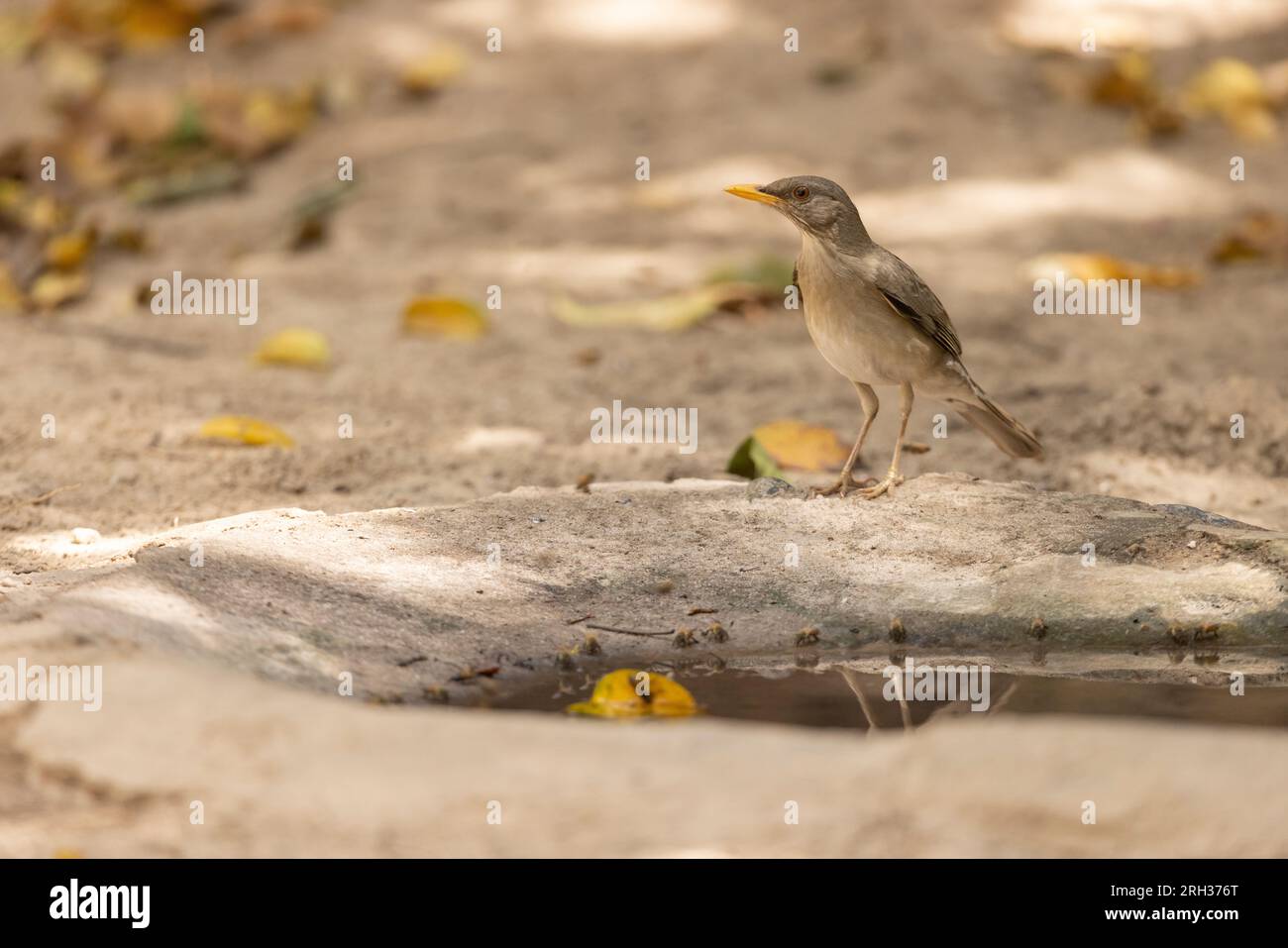 Tordo africano Turdus pelios, visita alla piscina per bere nella foresta, Pirang-Bonto Forest Park, Kombo East, Gambia, marzo Foto Stock