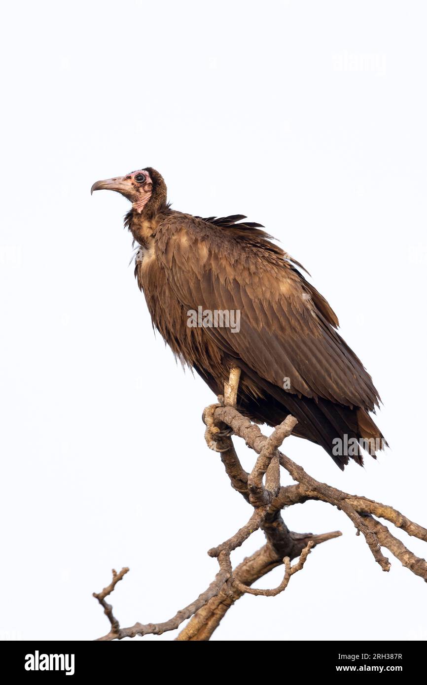Avvoltoio con cappuccio Necrosyrtes monachus, adulti arroccati sugli alberi al tramonto, Nambikala, Gambia, febbraio Foto Stock