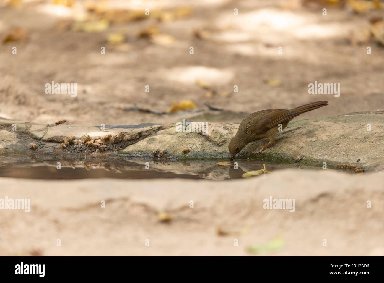 Little greenbul Eurillas virens, visita alla piscina forestale, Pirang-Bonto Forest Park, Kombo East, Gambia, marzo Foto Stock