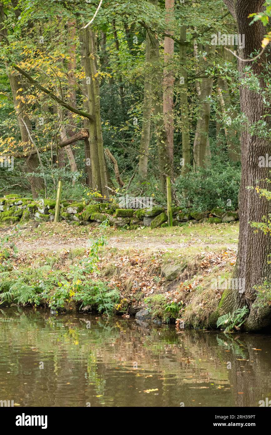 Canal Bank Autunno Regno Unito Foto Stock