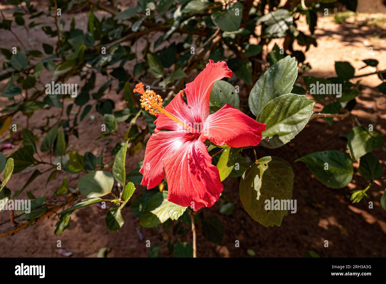 Hibiscuses Rosso Fiore del genere Hibiscus Foto Stock