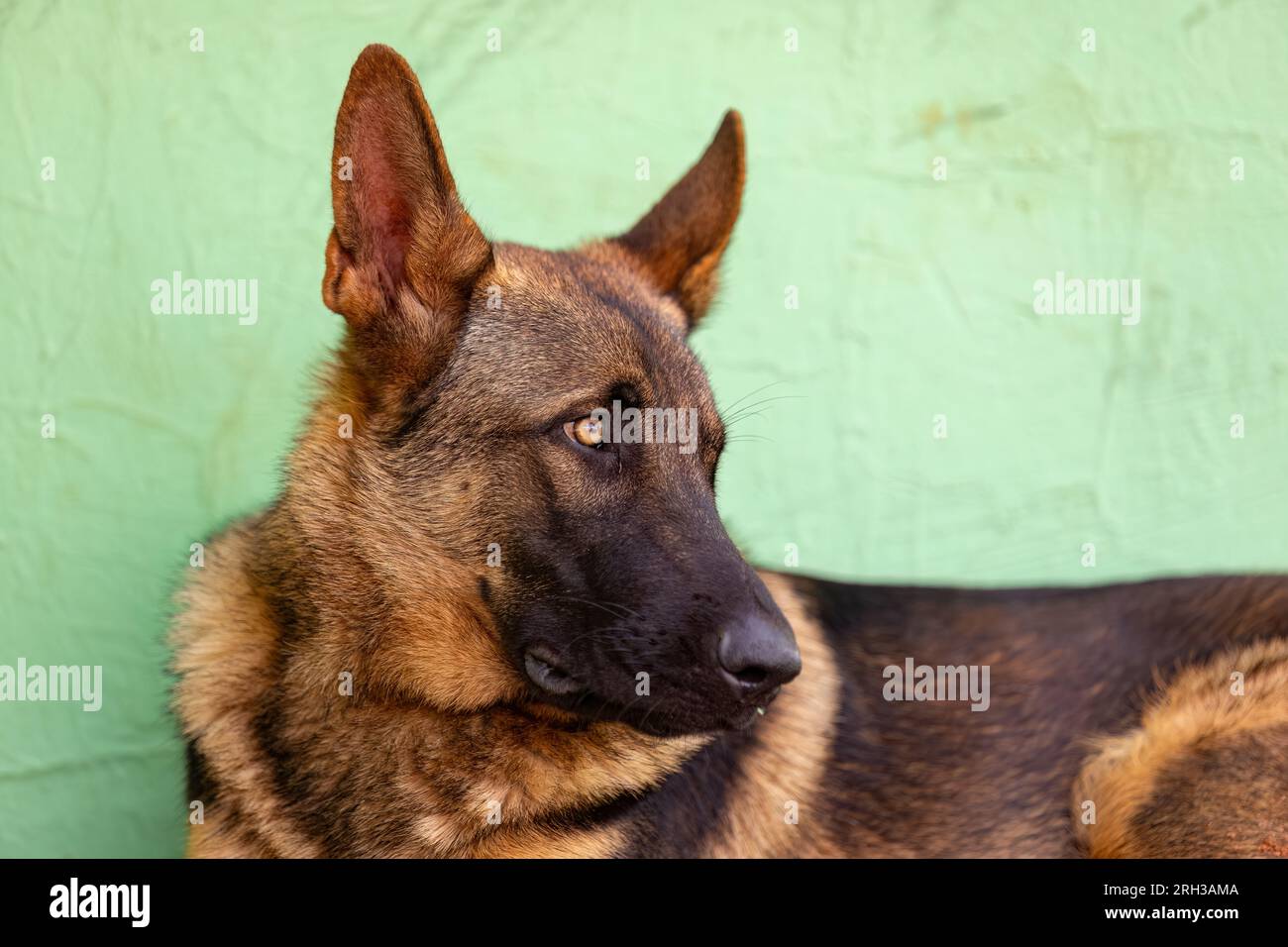 primo piano del cane canino di mammiferi di razza pastore tedesca Foto Stock