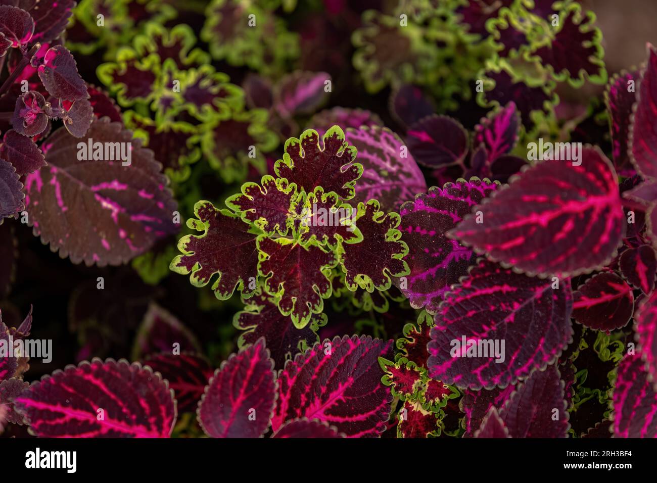 Pianta con foglie viola della specie Coleus scutellarioides Foto Stock