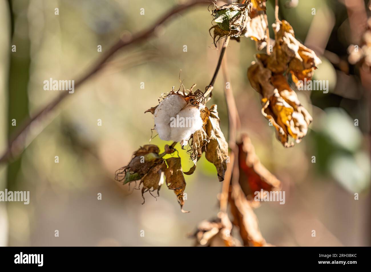 Primo piano della pianta di cotone del genere Gossypium Foto Stock