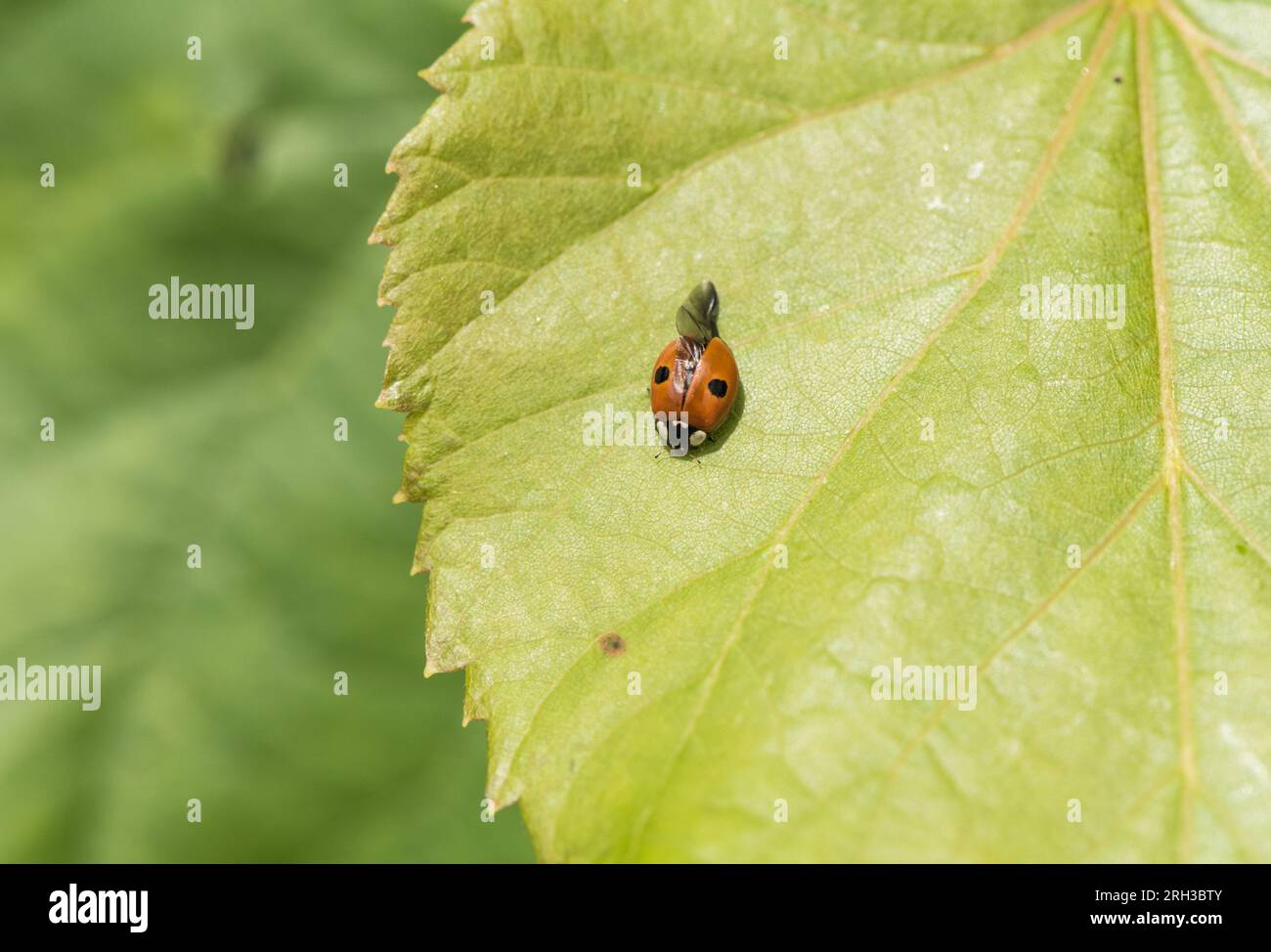 2-Spot Ladybird (Adalia bipunctata) su una foglia Foto Stock