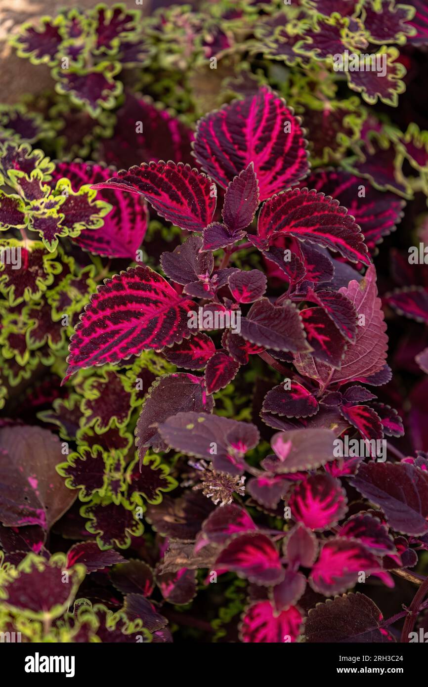 Pianta con foglie viola della specie Coleus scutellarioides Foto Stock