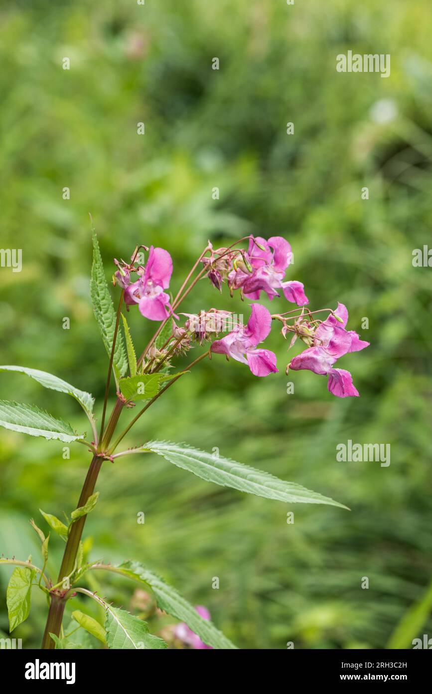 Balsamo indiano/himalayano fiorito (Impatiens glandulifera) Foto Stock