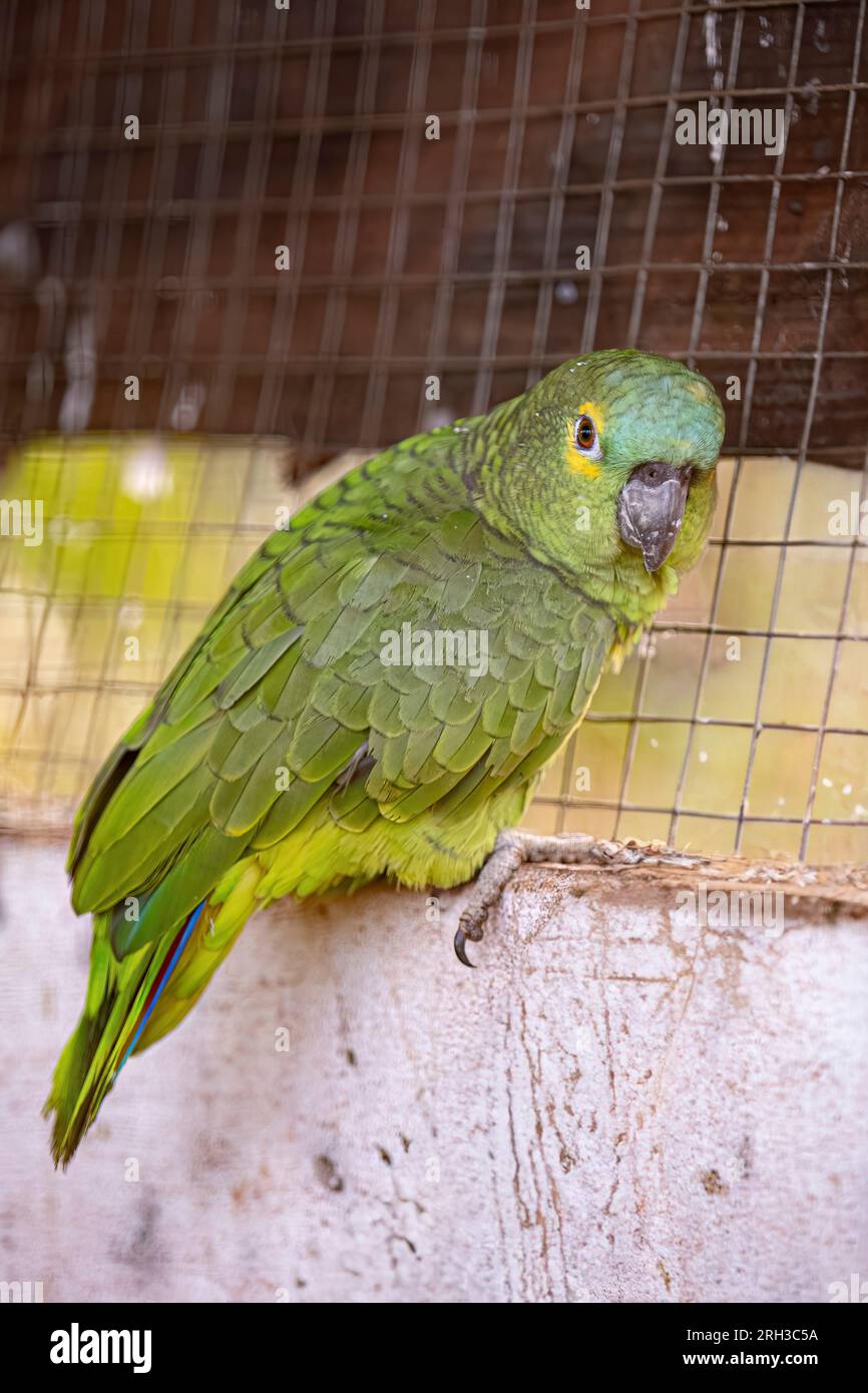 Il pappagallo adulto con fronti turchesi della specie Amazona aestiva ha recuperato la guarigione per la reintroduzione gratuita Foto Stock