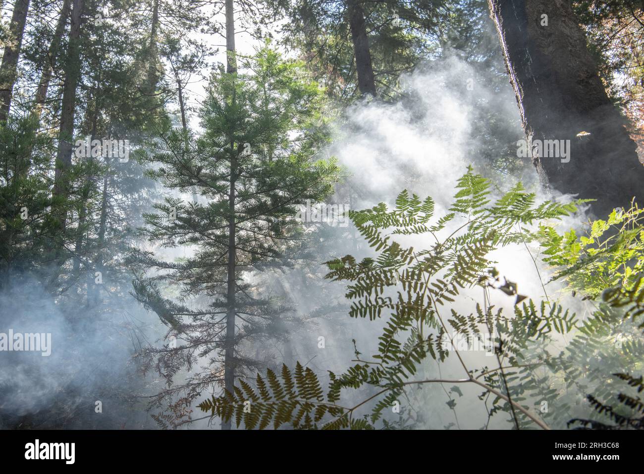 Fumo e foschia riempiono l'aria nella Stanislaus National Forest, nella Sierra Nevada della California, mentre un incendio a bassa intensità brucia attraverso la macchia. Foto Stock