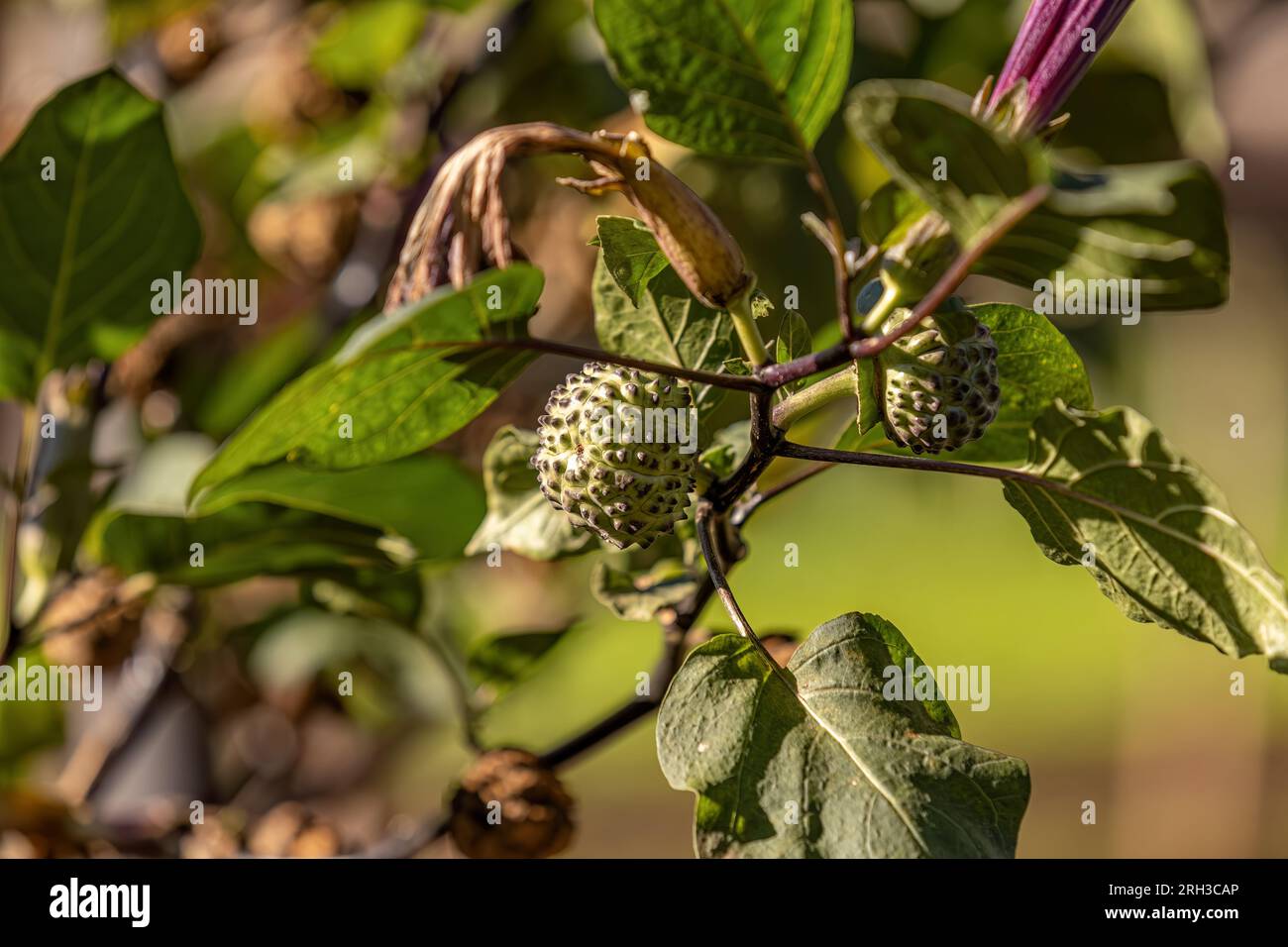Metel Devil Trumpet Fruit Plant della specie Datura metel Foto Stock