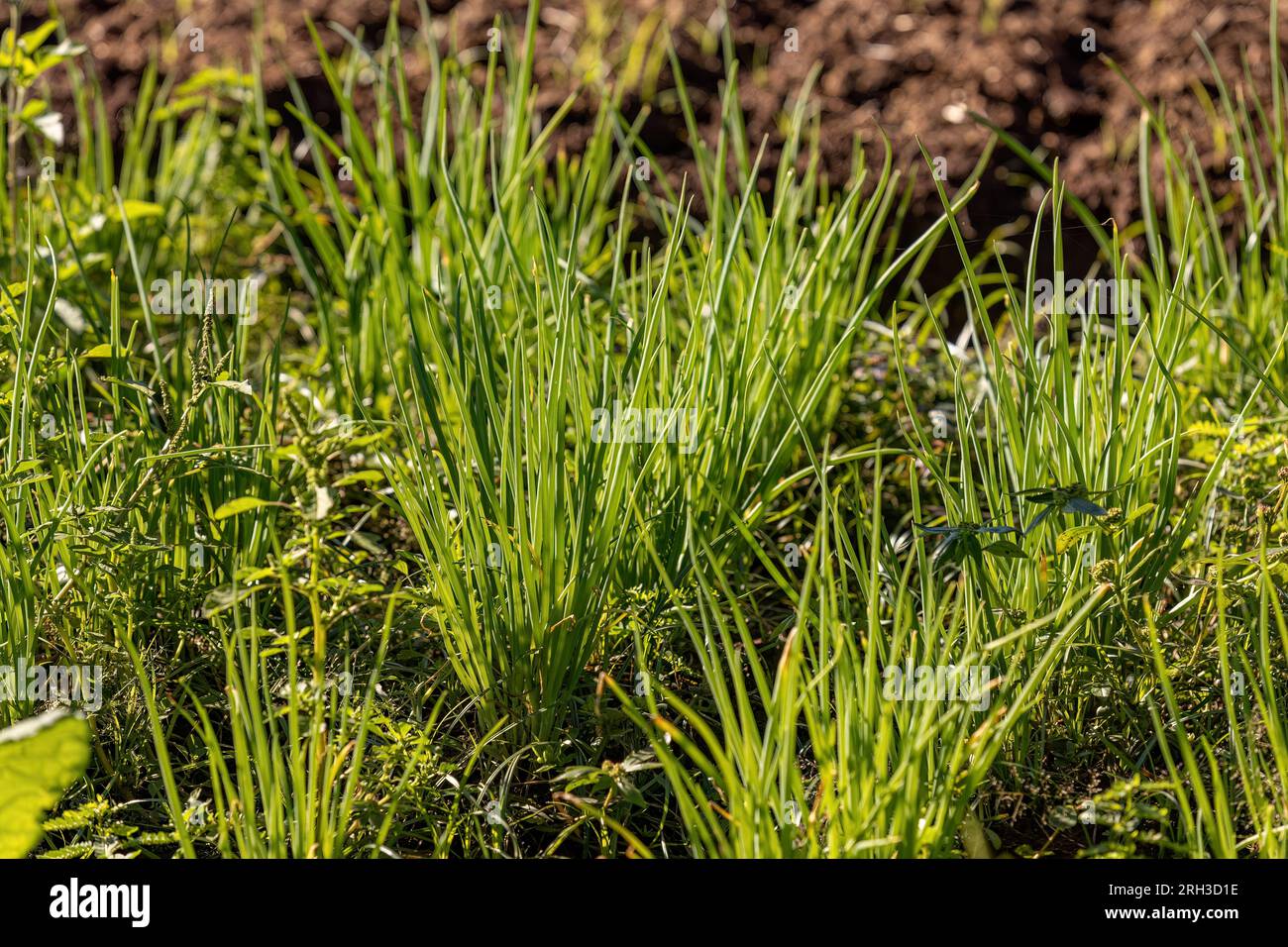 Welsh Onion Plant della specie Allium fistulosum Foto Stock