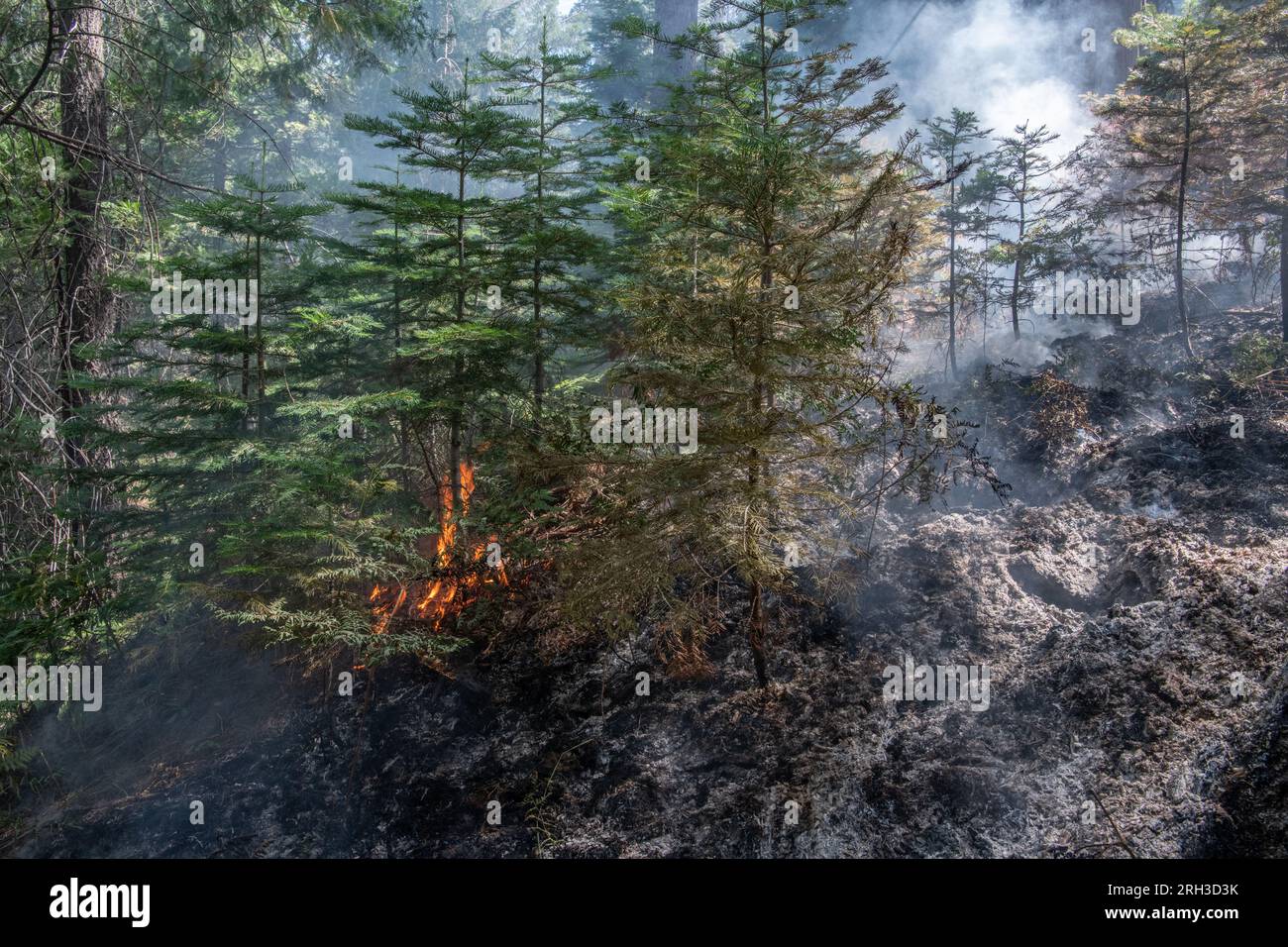 Stanislaus National Forest nella Sierra Nevada della California, un incendio che brucia sul fondo della foresta. L'ustione lascia dietro cenere carbonizzato. Foto Stock