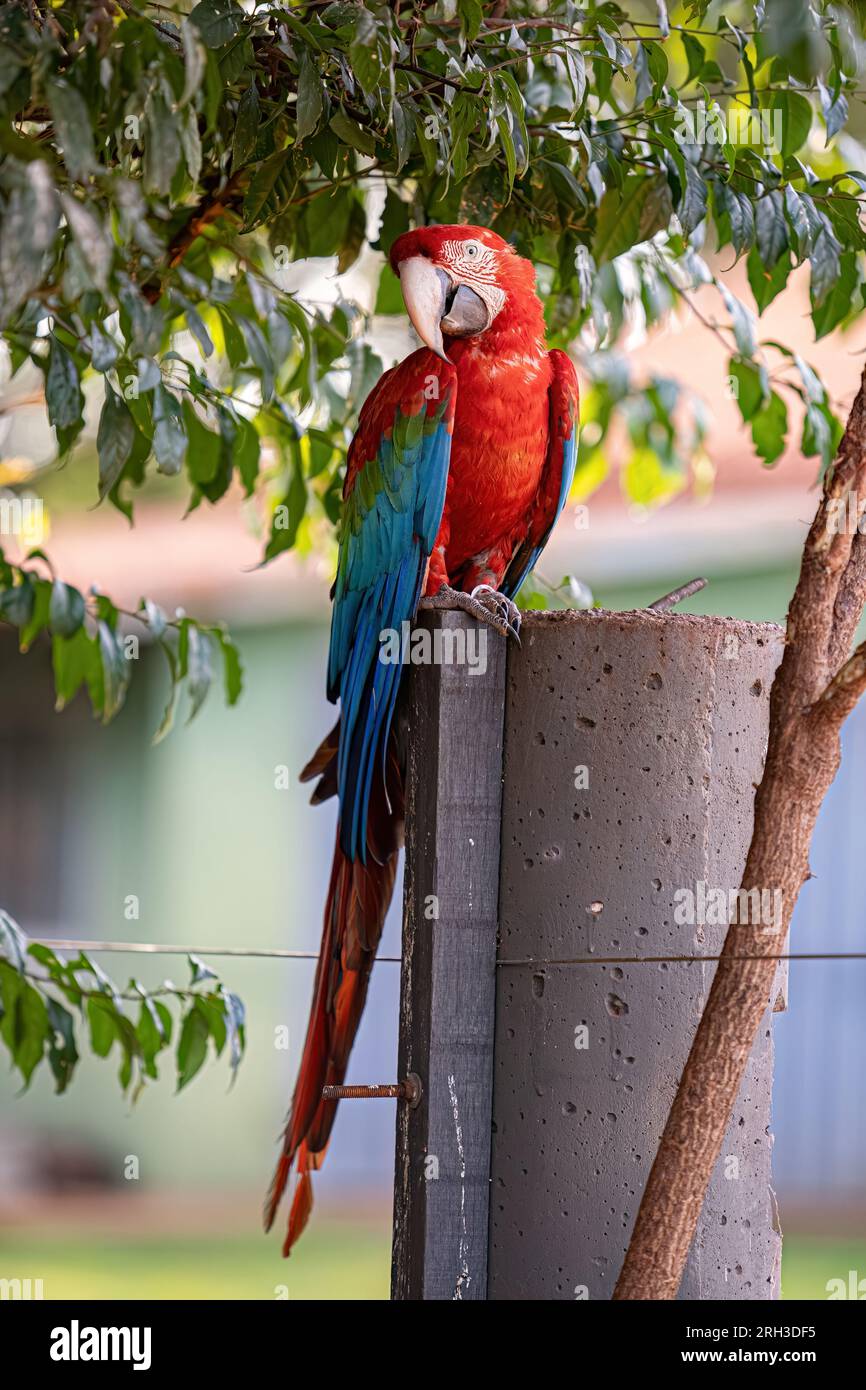 Macaw adulto rosso e verde della specie Ara chloropterus Foto Stock