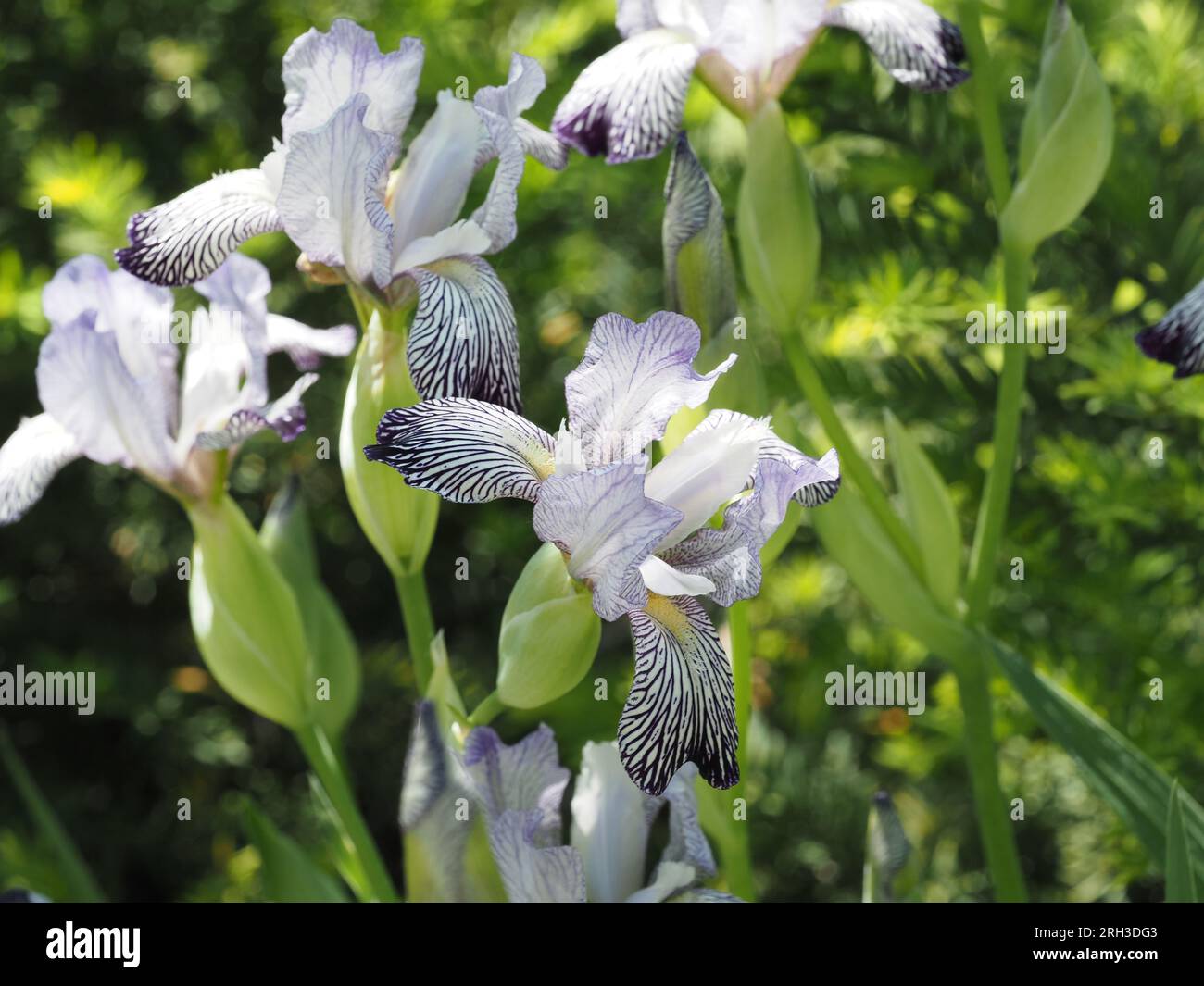 Giardino di variegata Reginae Irises barbuti. Famiglia: Iridaceae. Ordine: Asparagales. Regno: Plantae. Foto Stock