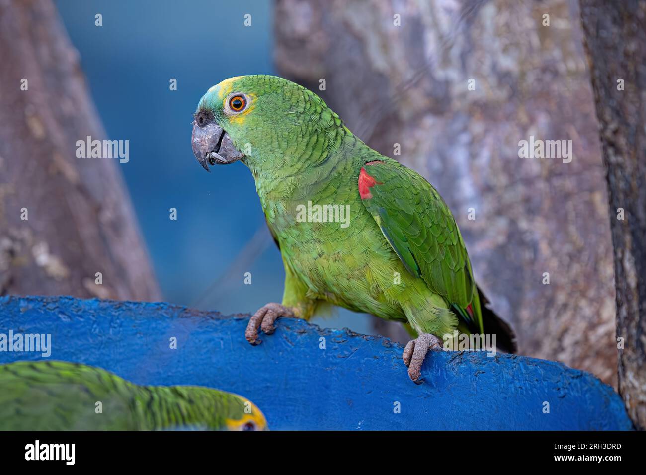 Pappagallo adulto con testa turchese della specie Amazona aestiva Foto Stock