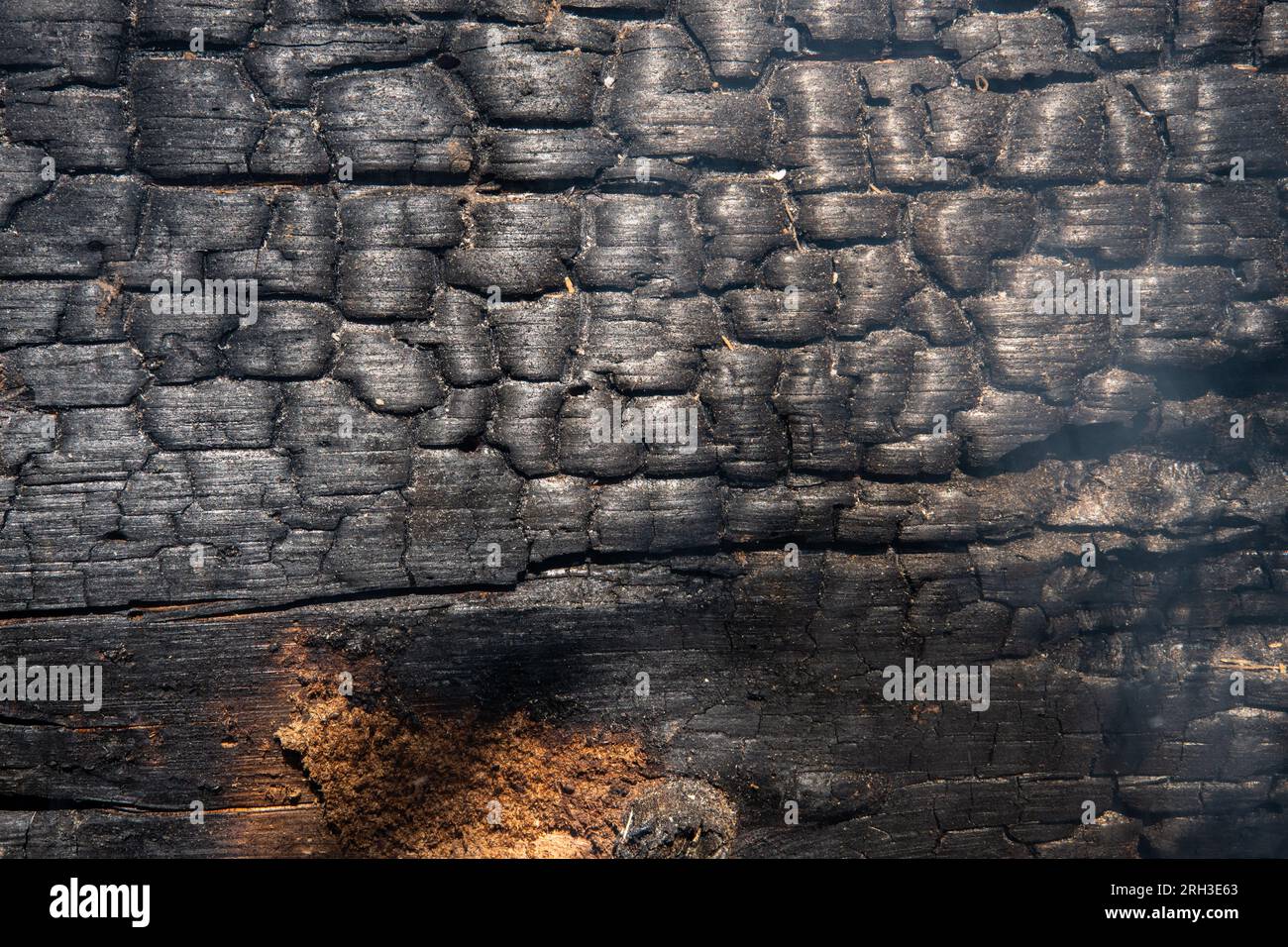 Un incendio ha annerito il tronco dopo che un incendio è passato attraverso una foresta nelle montagne della Sierra Nevada in California, Stati Uniti. Foto Stock