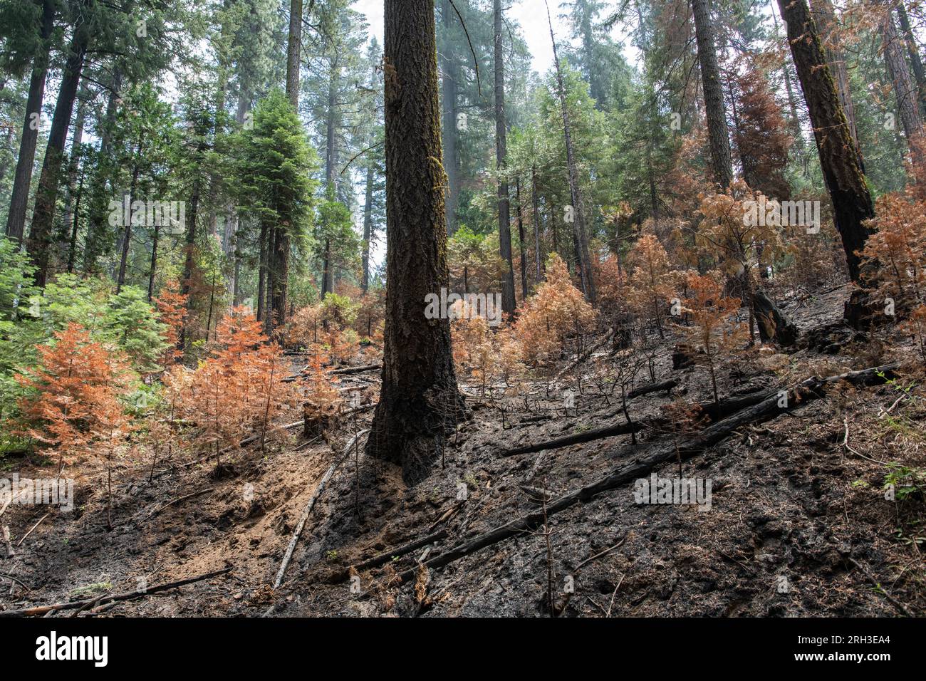 La natura selvaggia della California nella Sierra Nevada, dopo un incendio boschivo a bassa intensità, è passata attraverso la spazzolatura. Foto Stock
