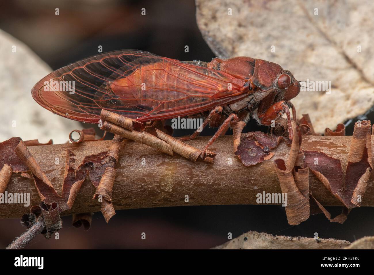 Una rara specie di insetti, l'okanagana arctostaphylos, questa cicada è stata riscoperta in California diversi anni fa, dopo non essere stata vista per oltre un secolo. Foto Stock