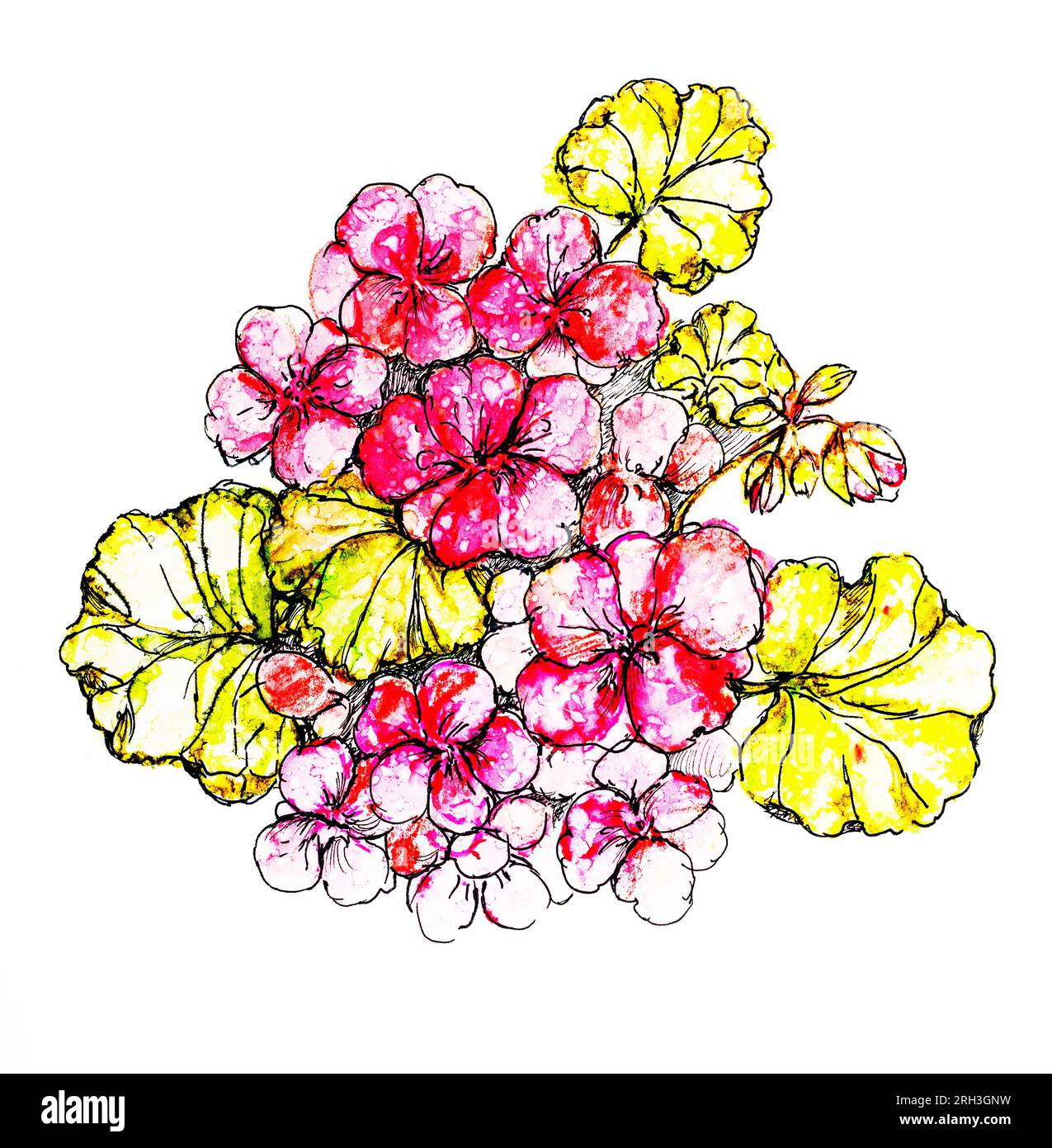 acquerello illustrazione a mano rosso pelargonium fiori con foglie. Crescere e prendersi cura dei fiori Foto Stock