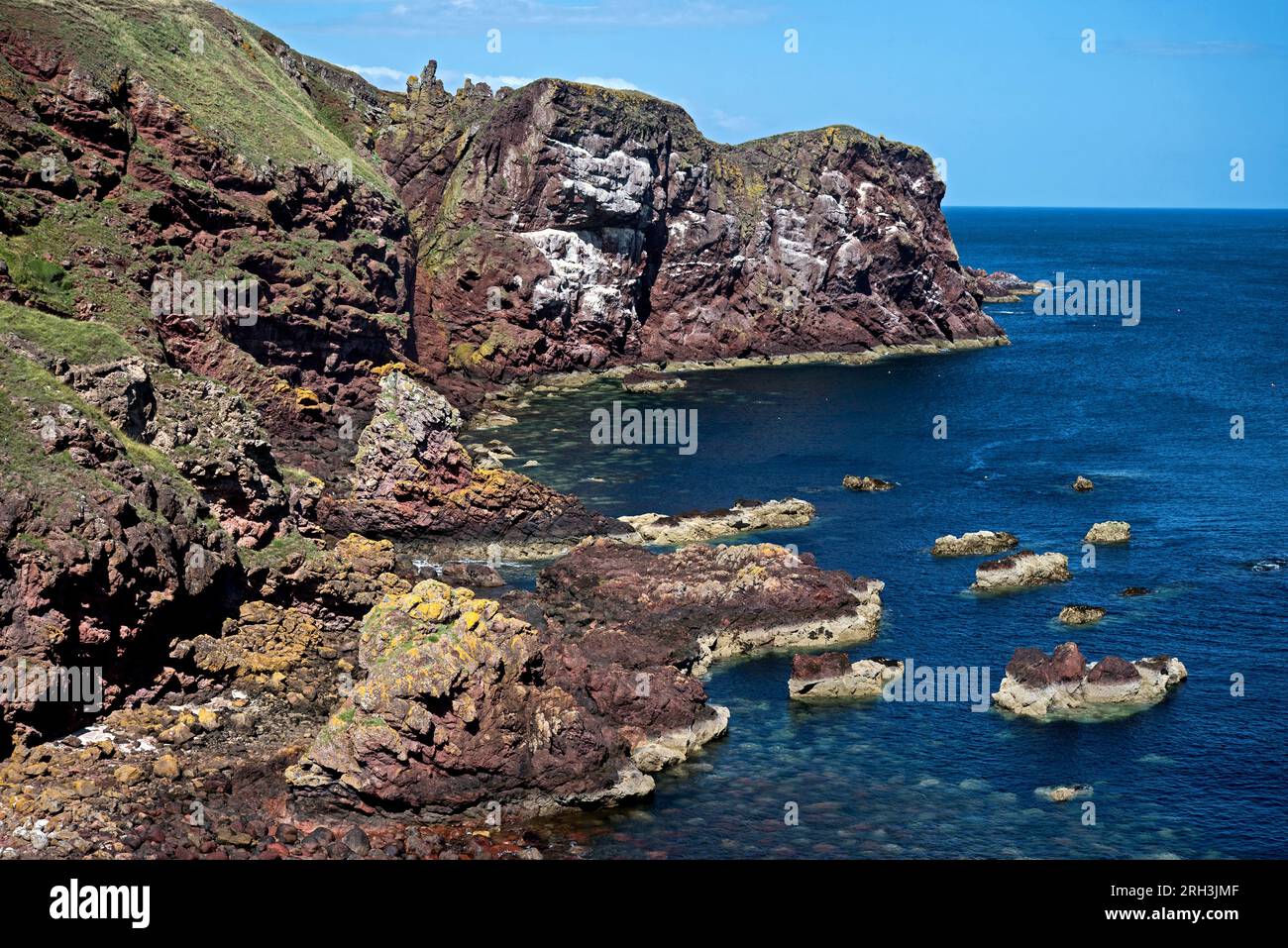 Ammira la Starney Bay fino al promontorio chiamato White Heugh a St Abbs Head, National Nature Reserve, Berwickshire, Scozia, Regno Unito. Foto Stock
