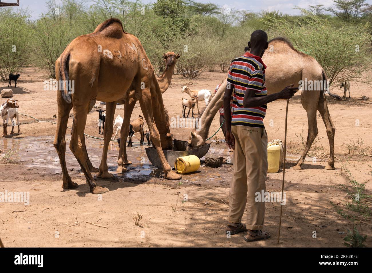 Un uomo keniota guarda i cammelli bere da una botte d'acqua con l'acqua di una pompa vicina, Baringo County, Kenya Foto Stock
