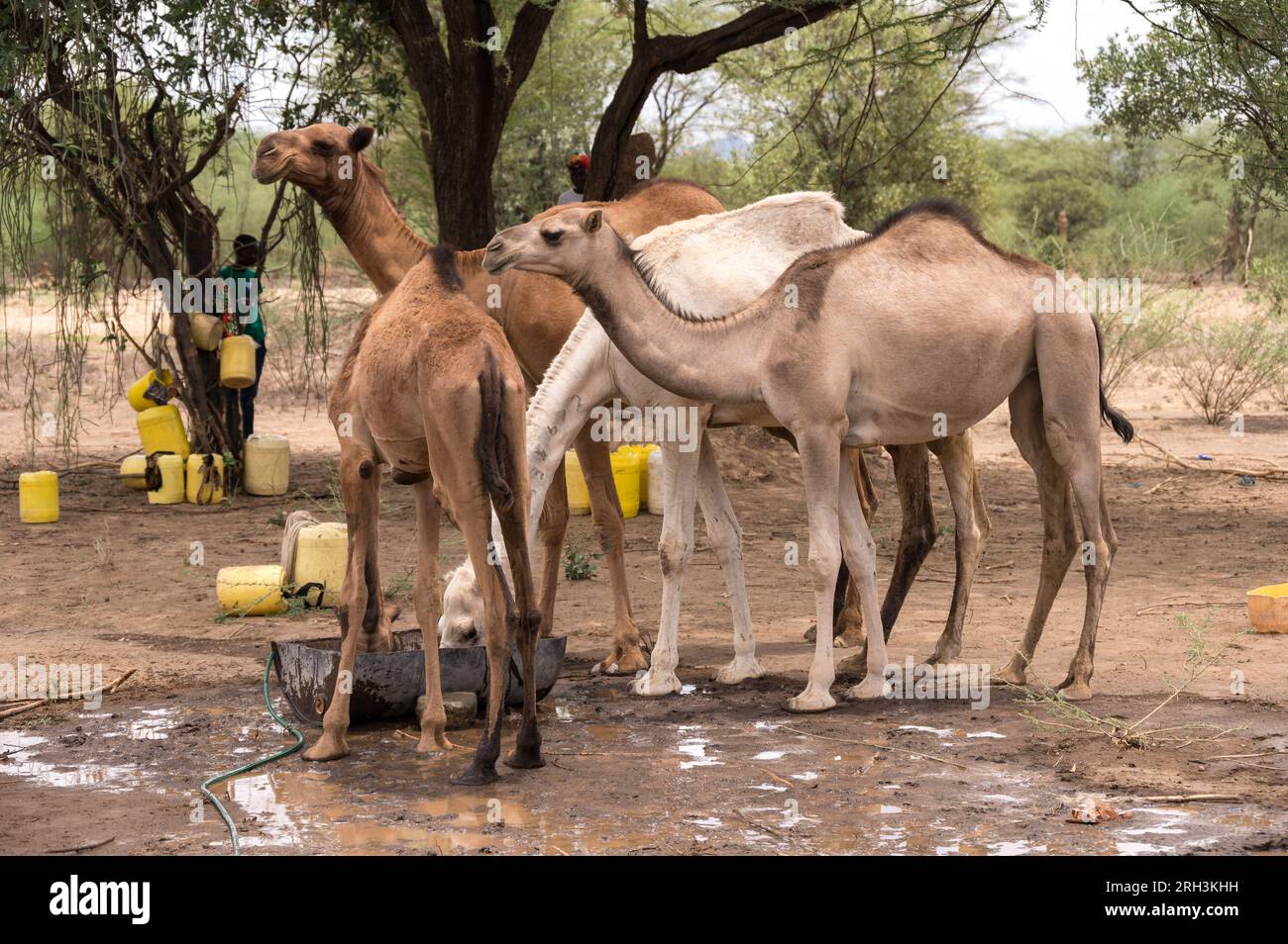 I cammelli bevono da una botte d'acqua con l'acqua di una pompa vicina, Baringo County, Kenya Foto Stock